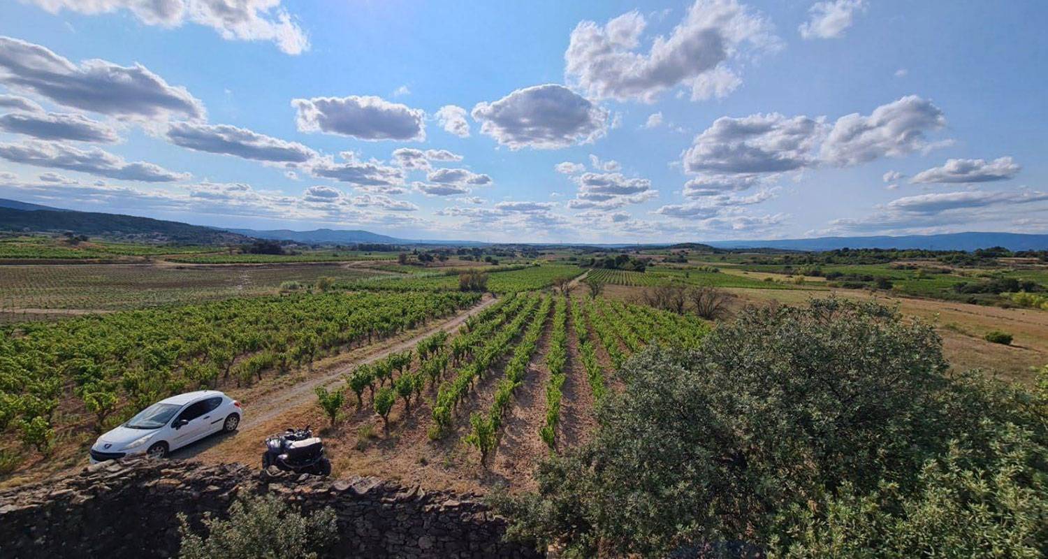 Vignes et travaux viticoles