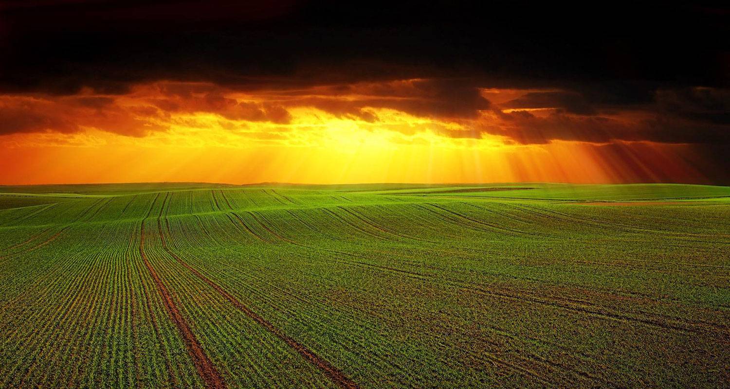 Champs de vignes