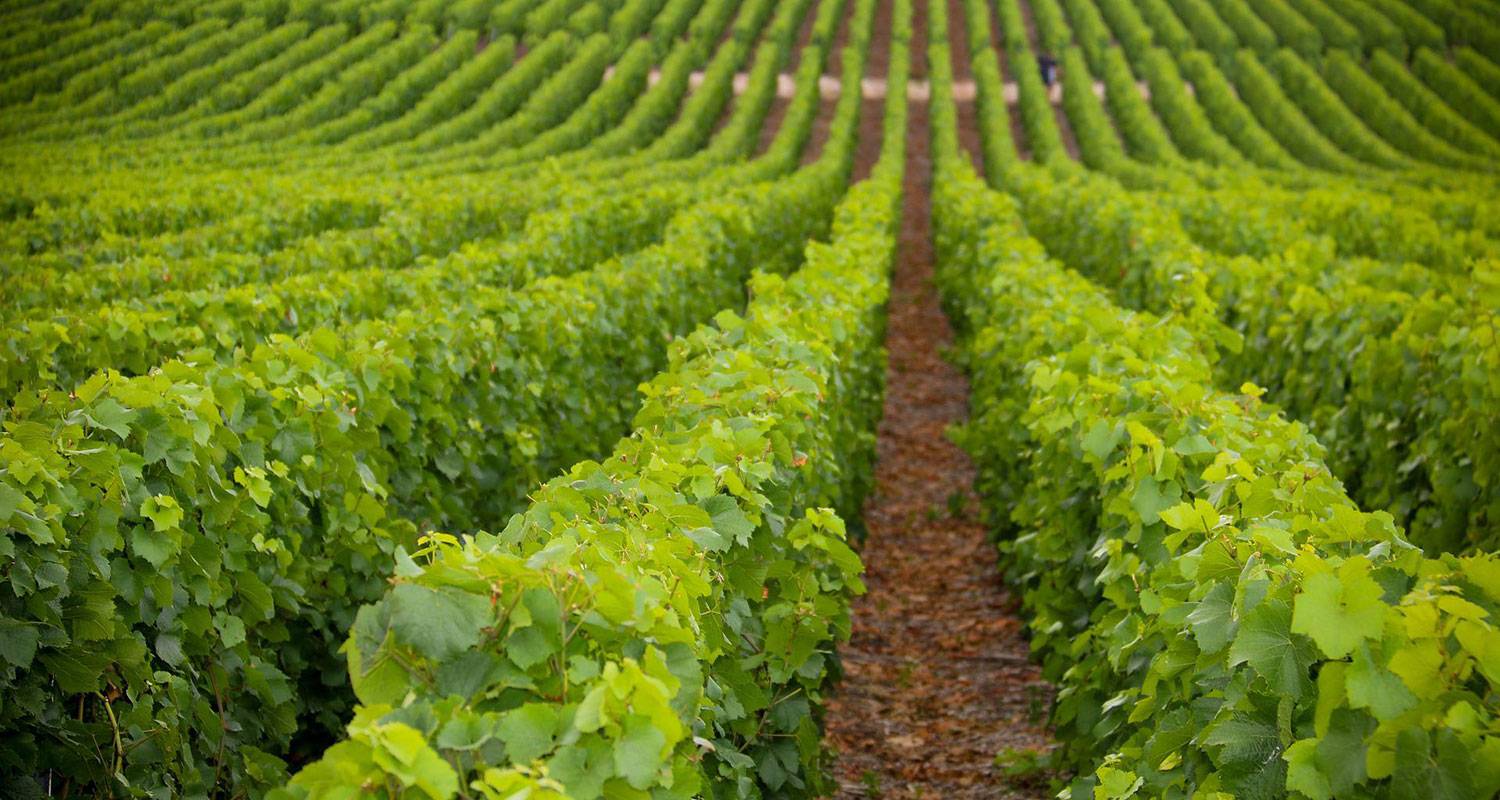 Vignes et travaux viticoles